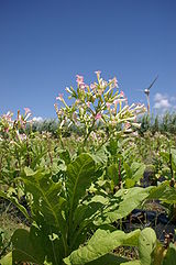 160px-Nicotiana_at_IE_island.jpg