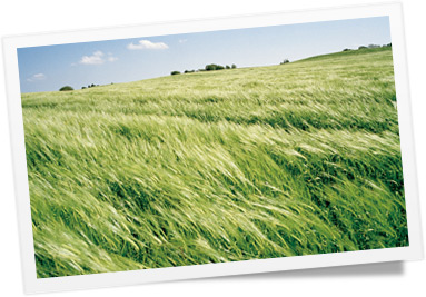 GreenFan2-Point2Grassland.jpg