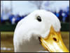 aflac01.jpg