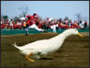 aflac011.jpg