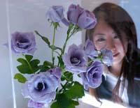 blue_rose2.jpg