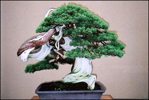 bonsai08.jpg