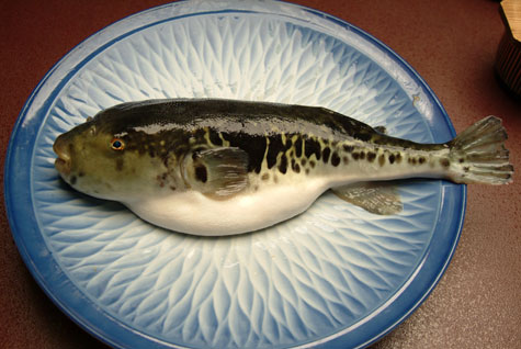 fugu_02.jpg